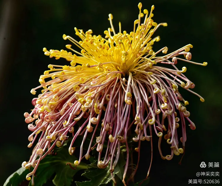 翩翩起舞的菊花仙子